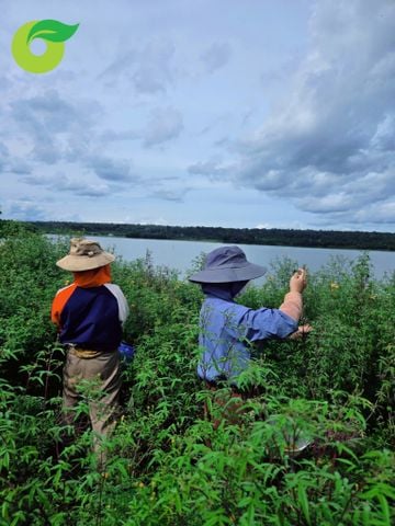  Trà hoa và quả Mùa 45gr 