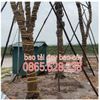 bao-tai-cau-hang-1-tan
