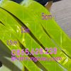 bang-keo-phan-quang-5cm-10cm