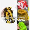 cuon-ghi-luon-cap-cac-co