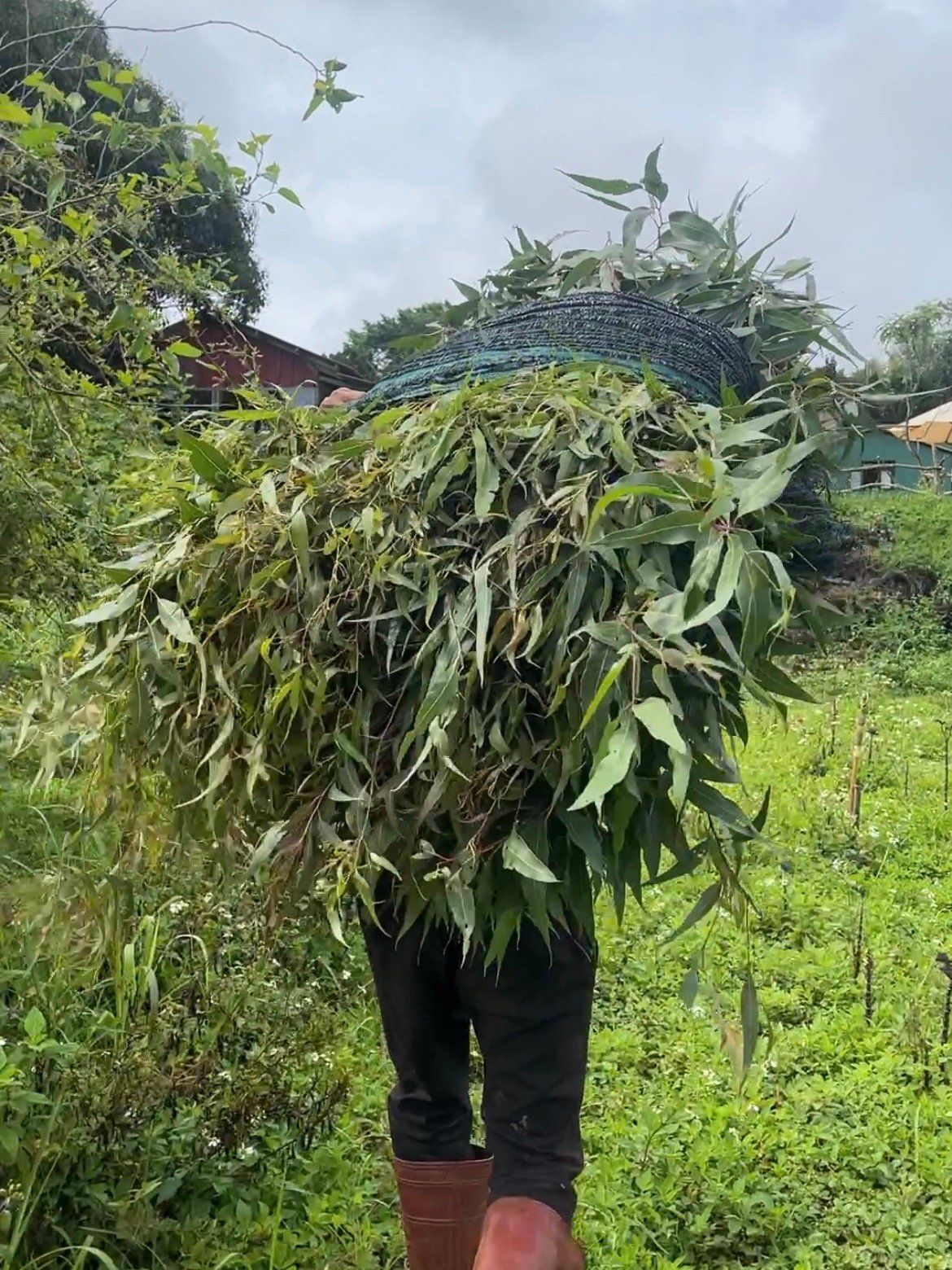  Tinh Dầu Bạch Đàn Chanh 