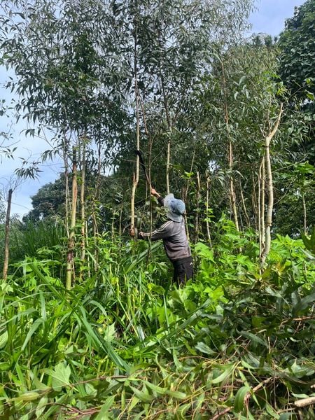  Tinh Dầu Bạch Đàn Chanh 