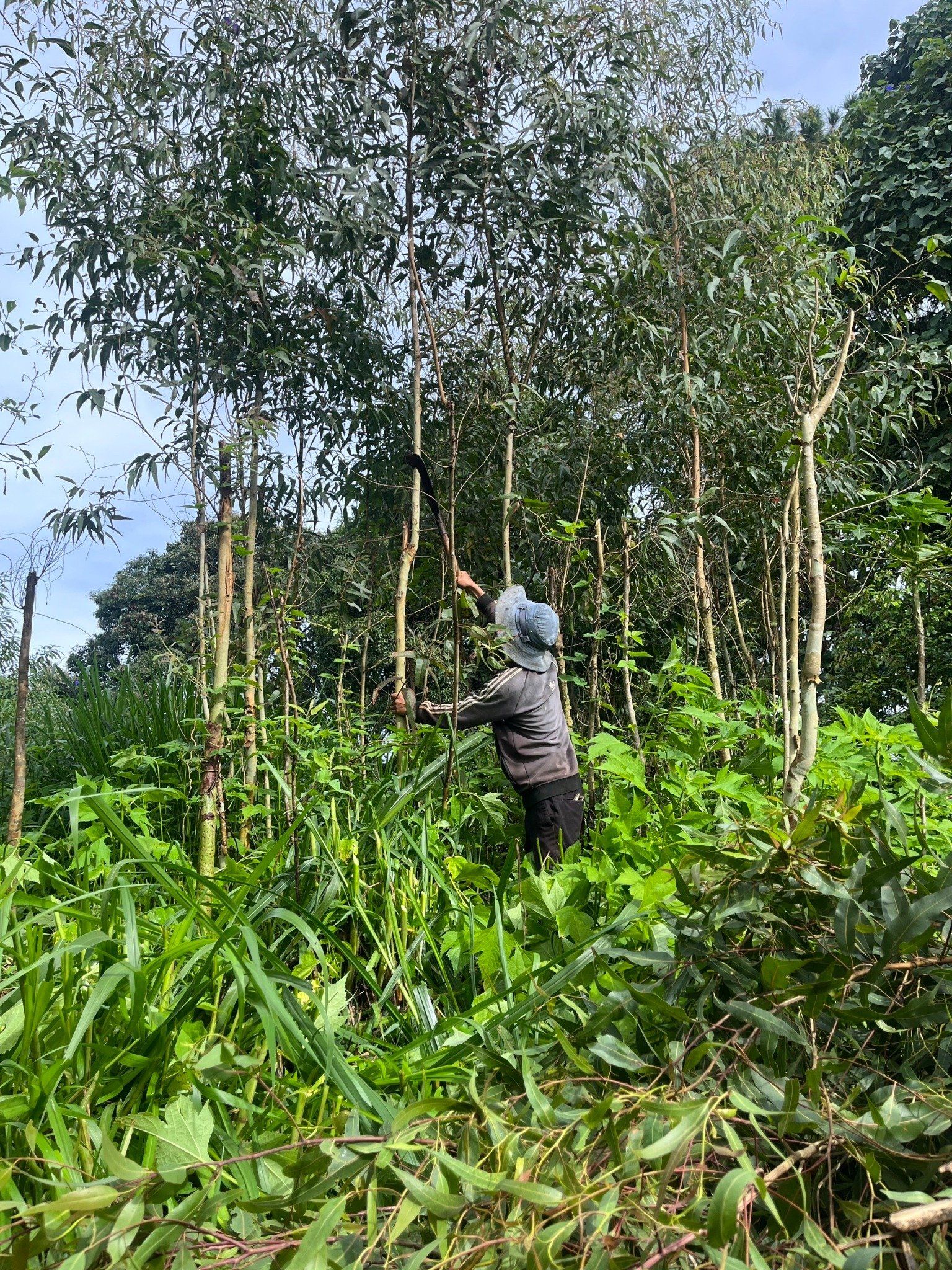  Tinh Dầu Bạch Đàn Chanh 