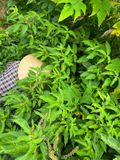  Tinh Dầu Hương Nhu 