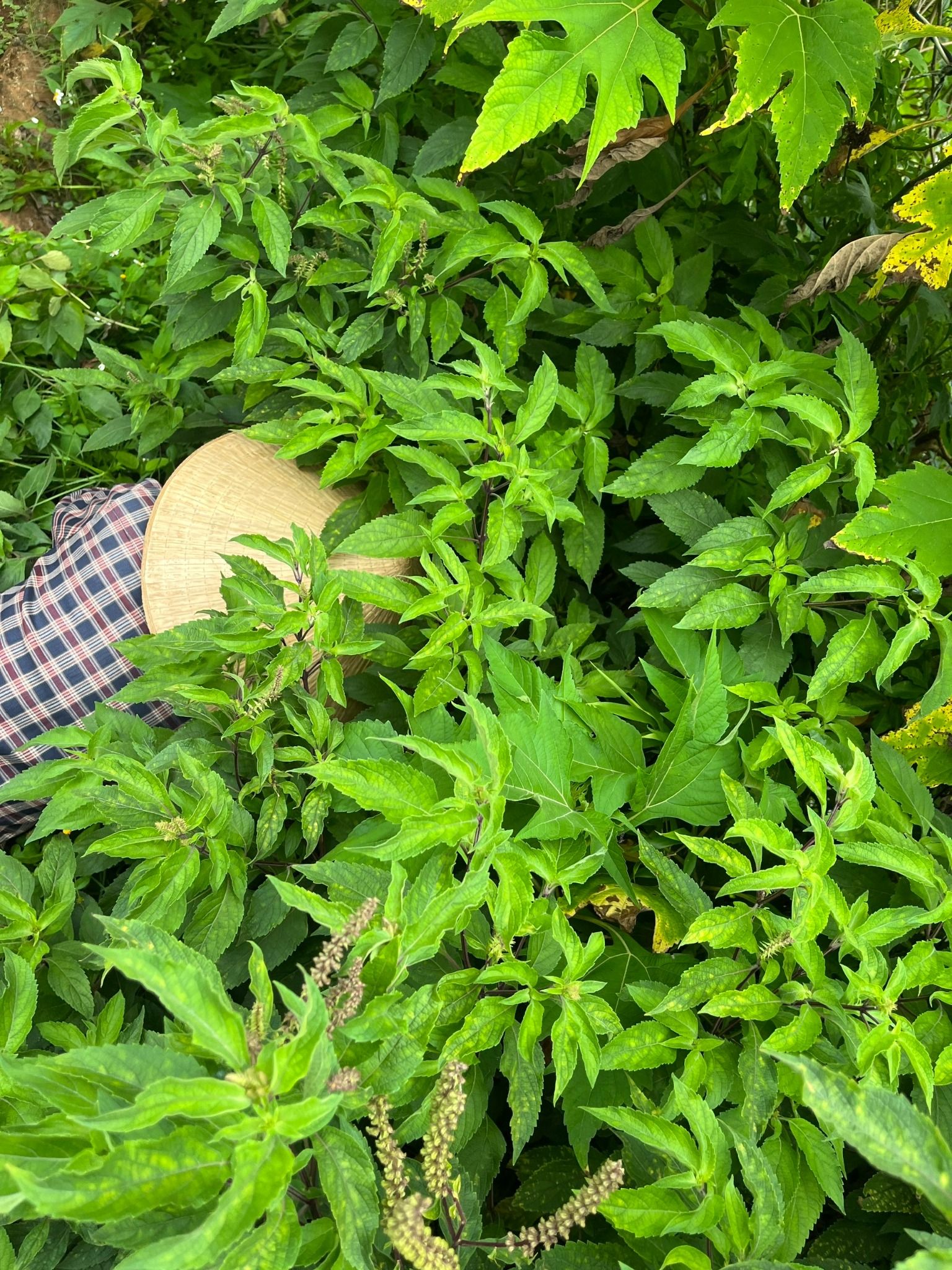  Tinh Dầu Hương Nhu 