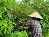 Tinh Dầu Hương Nhu 