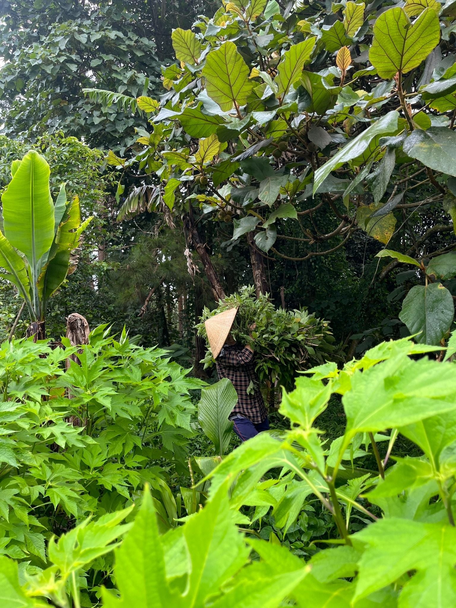  Tinh Dầu Hương Nhu 