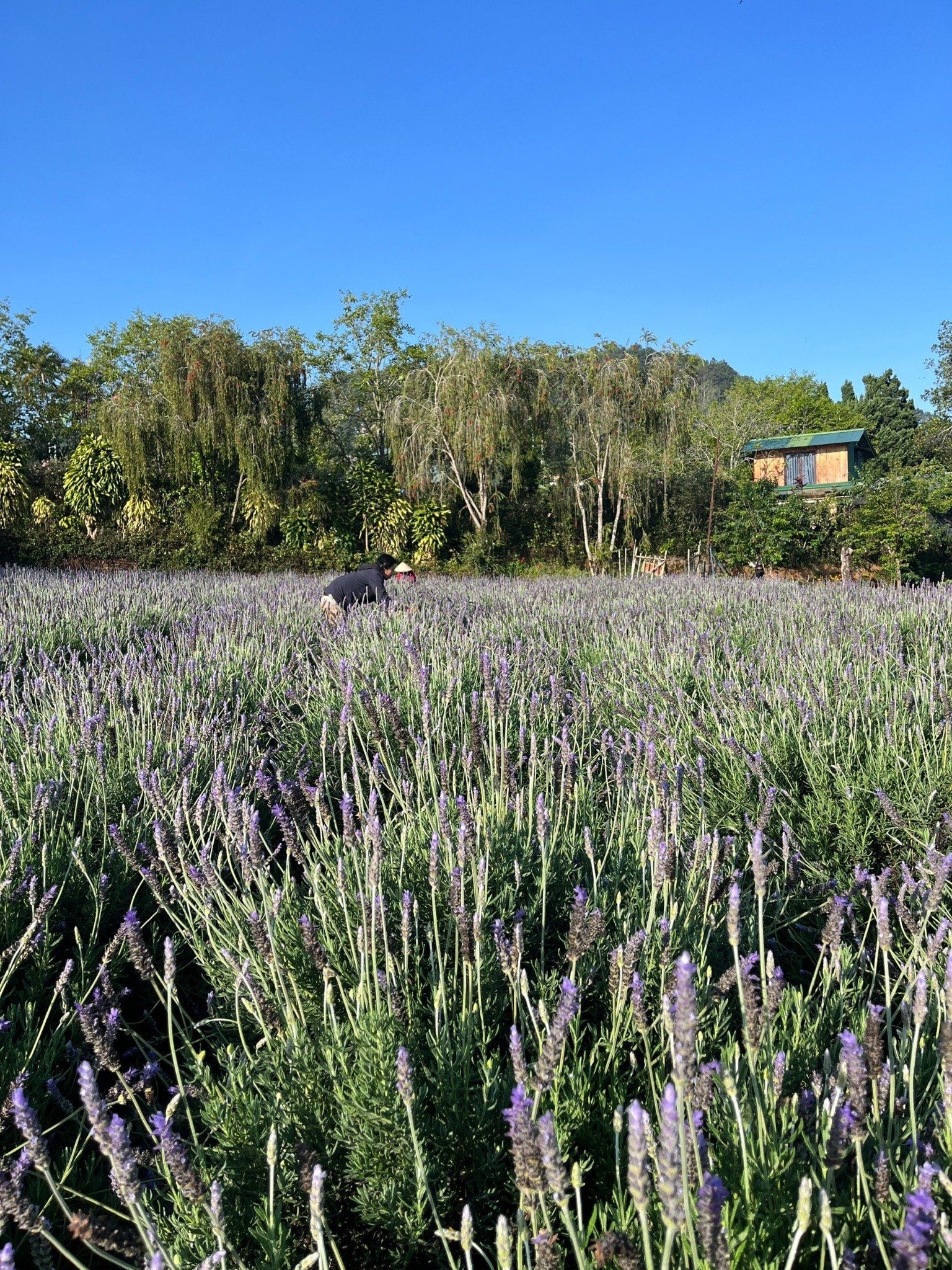  Tinh Dầu Oải Hương (Lavender) 