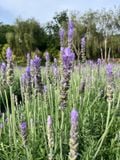  Tinh Dầu Oải Hương (Lavender) 