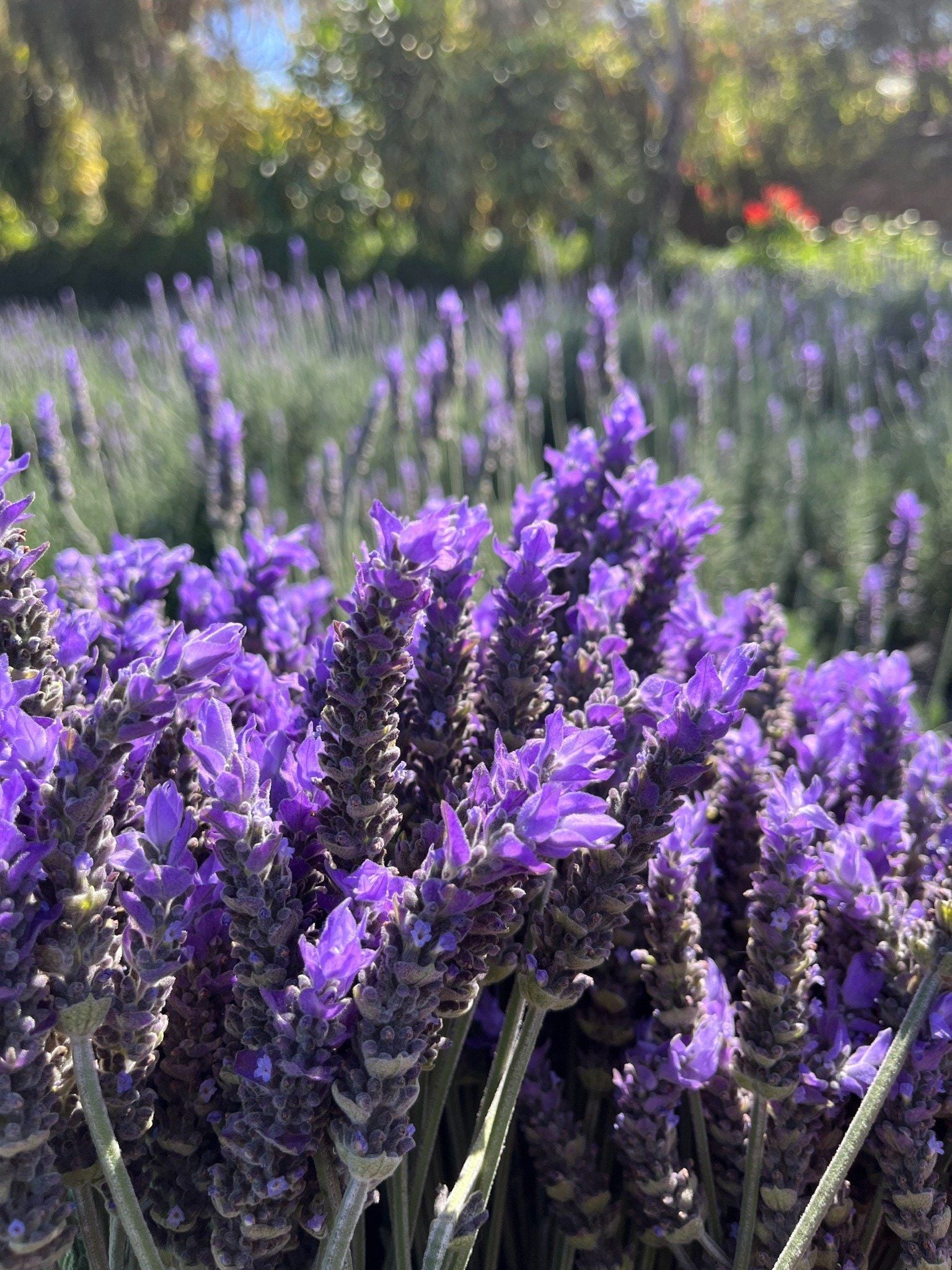  Tinh Dầu Oải Hương (Lavender) 