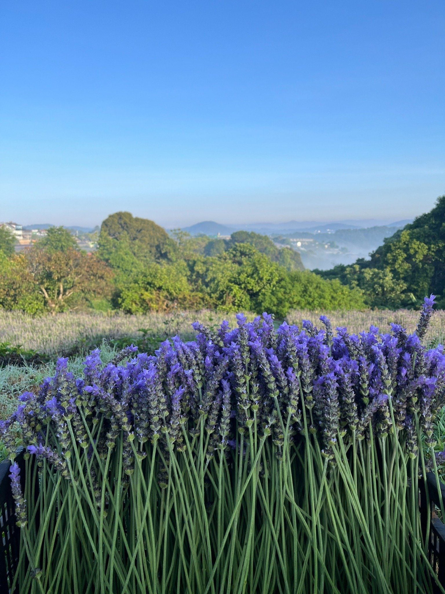  Tinh Dầu Oải Hương (Lavender) 