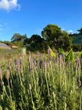  Hydrosol Lavender 