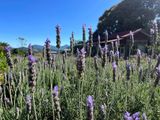 Hydrosol Lavender 