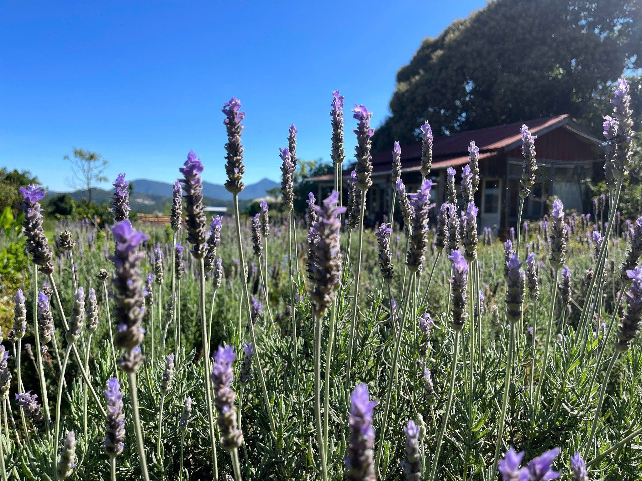  Hydrosol Lavender 