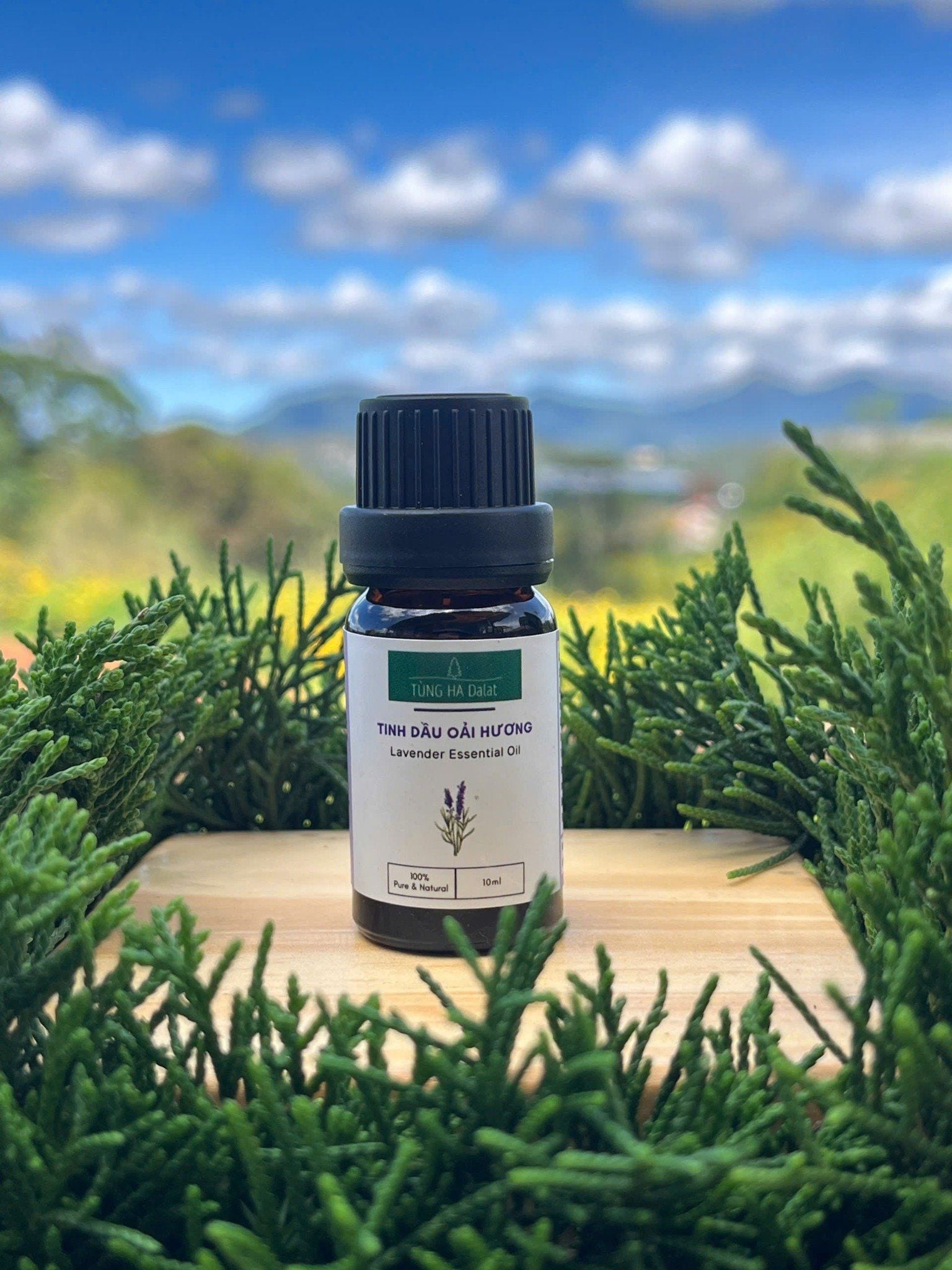  Tinh Dầu Oải Hương (Lavender) 