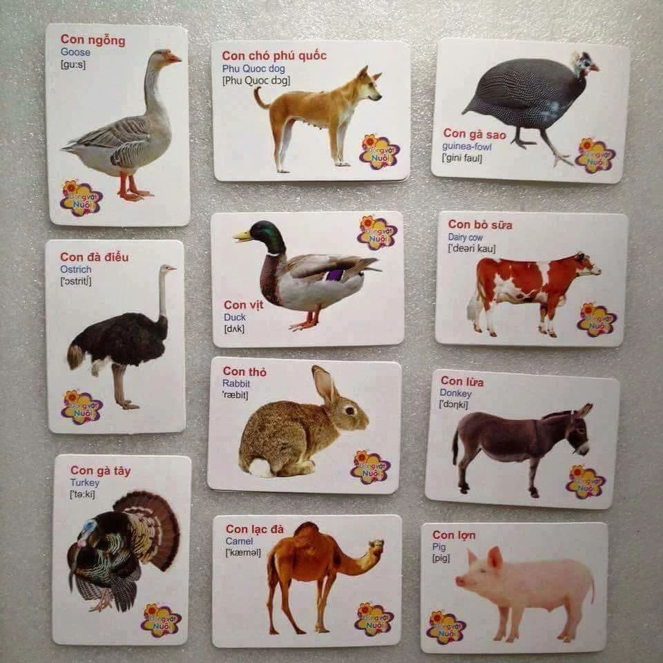 Bộ Thẻ Học Thông Minh Đa Năng 16 Chủ Đề