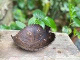  Khay gáo dừa đựng xà bông 