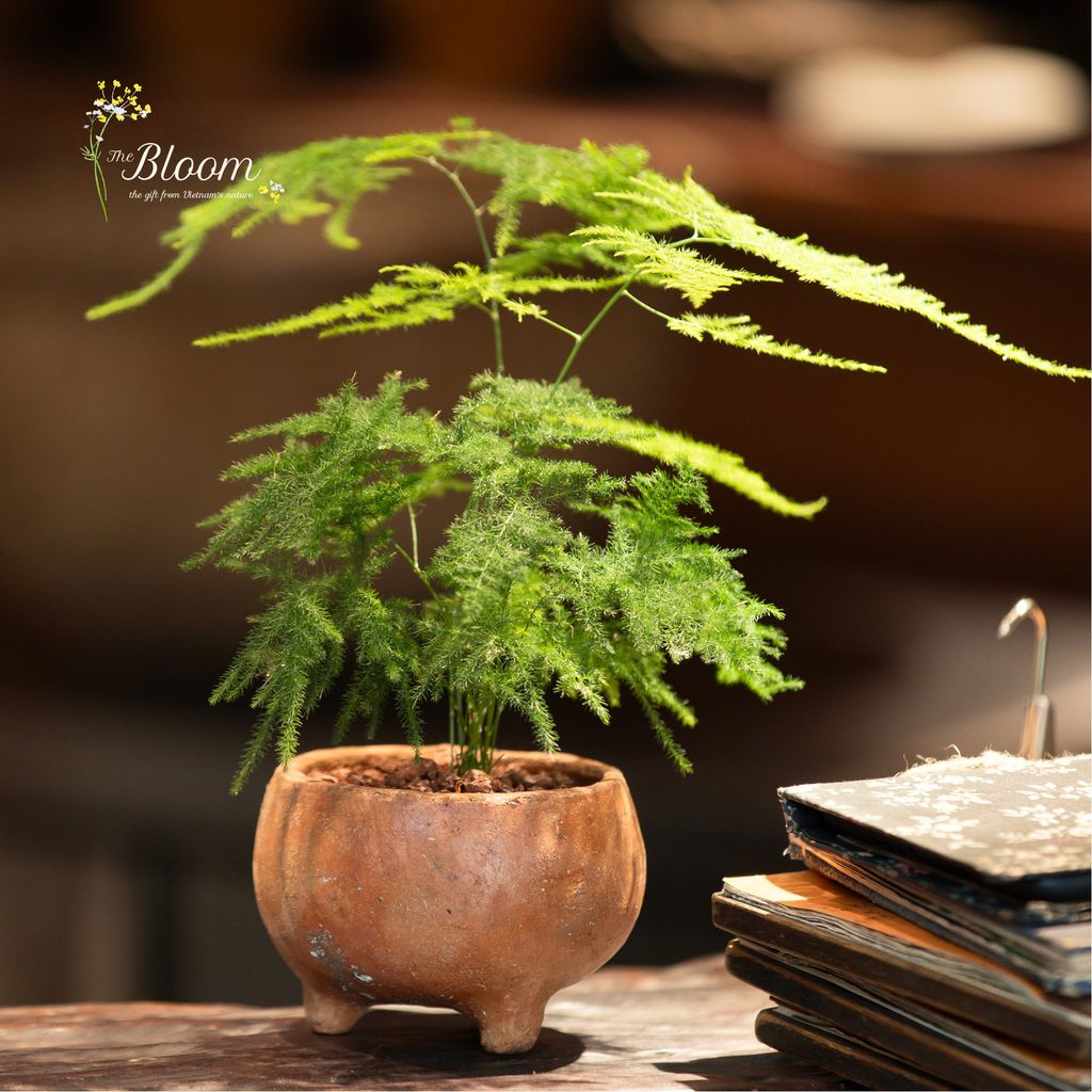 Xanh 12 - Kim Thủy Tùng