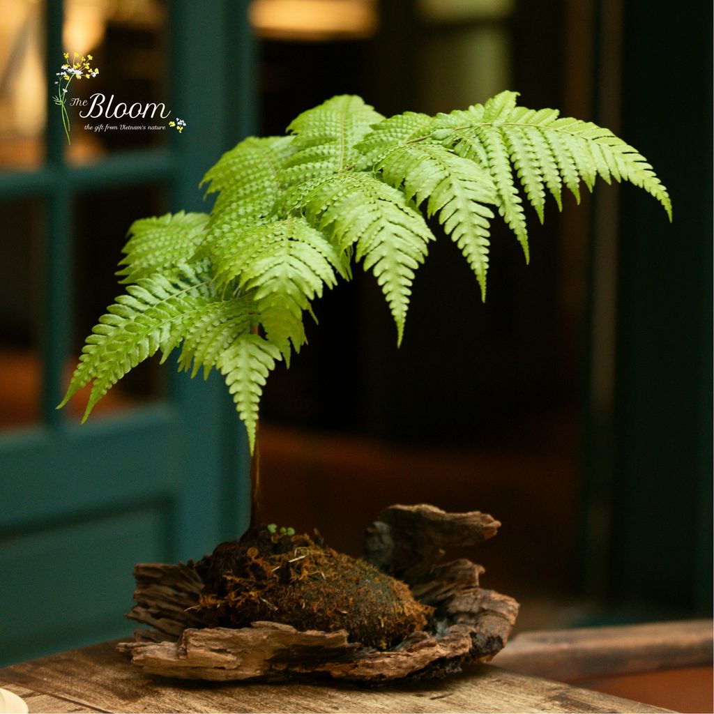 Xanh 78 - Dương xỉ Culi