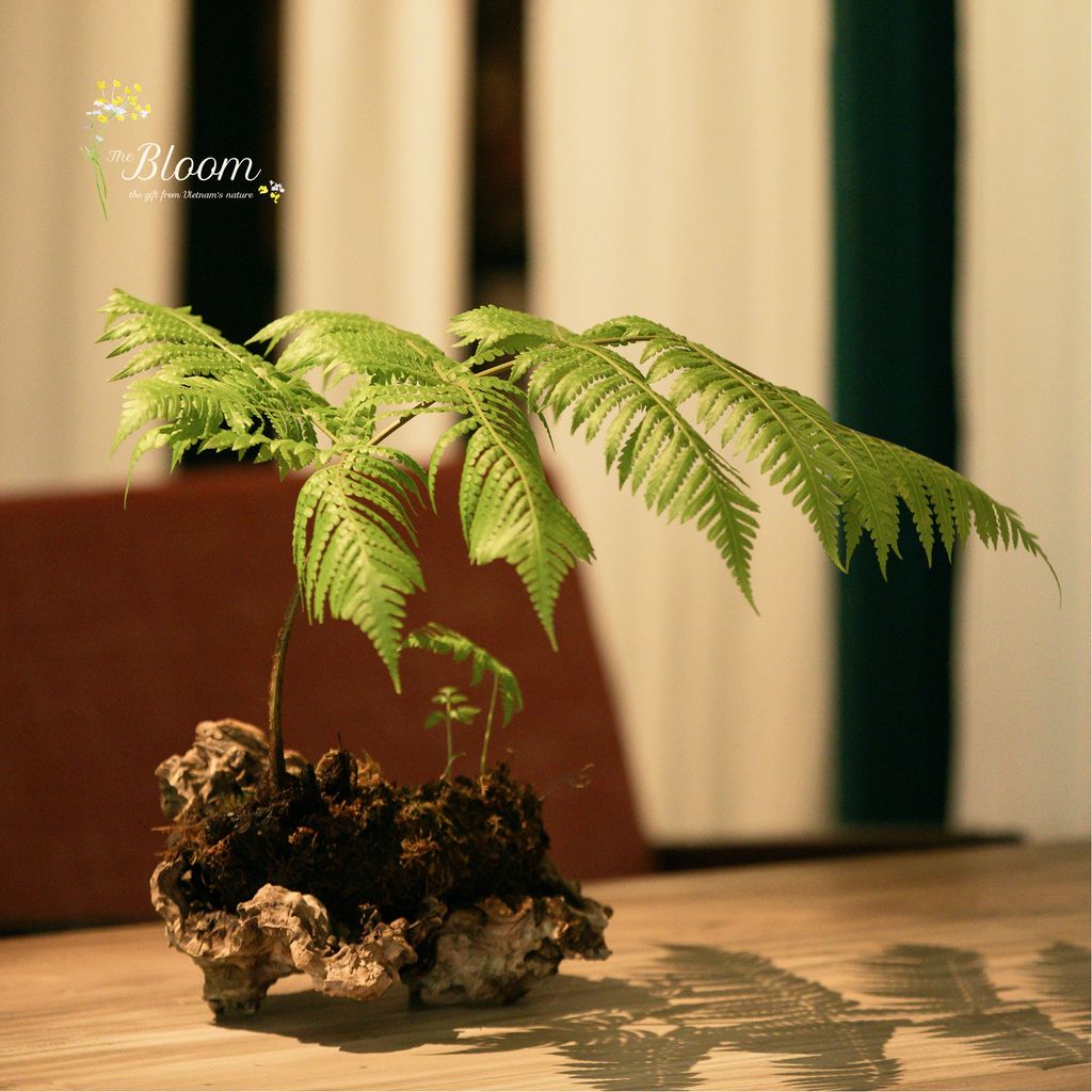 Xanh 73 - Dương xỉ Culi