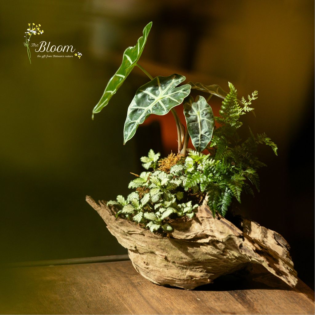 Xanh 26 - Môn Quan âm