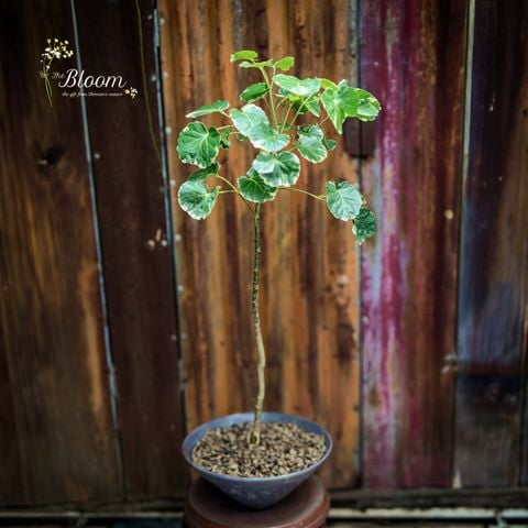Xanh 3 - Đinh Lăng Cẩm Thạch (Lá Tròn)