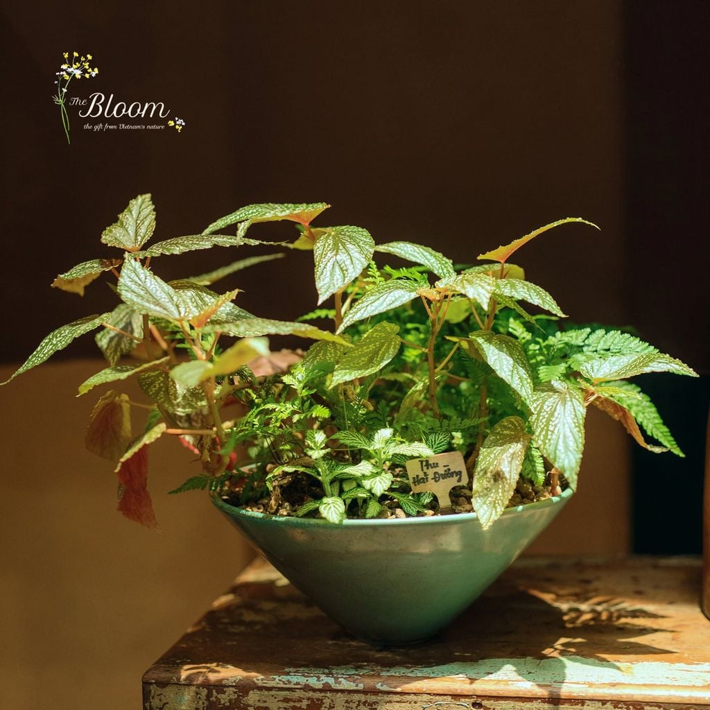 Xanh 1 - Thu Hải Đường