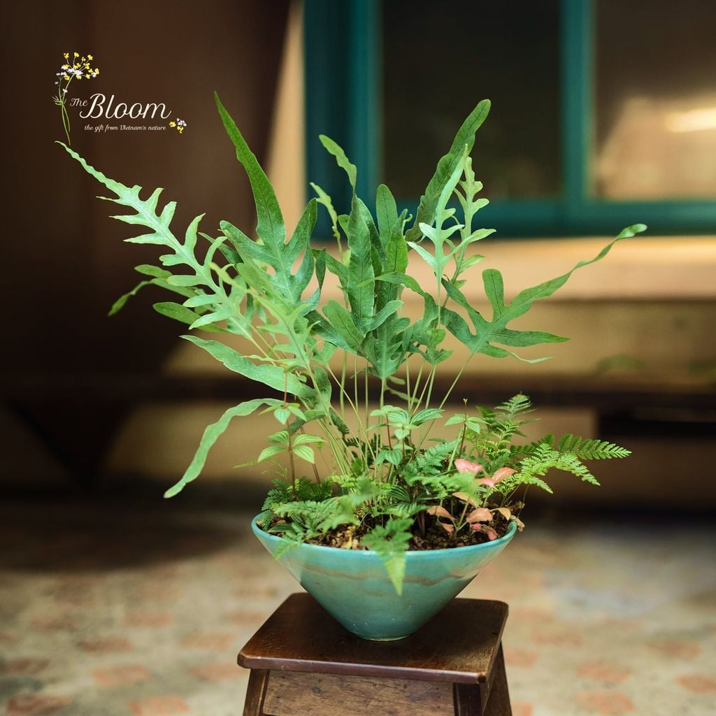 Xanh 7 - Dương xỉ lá bạc