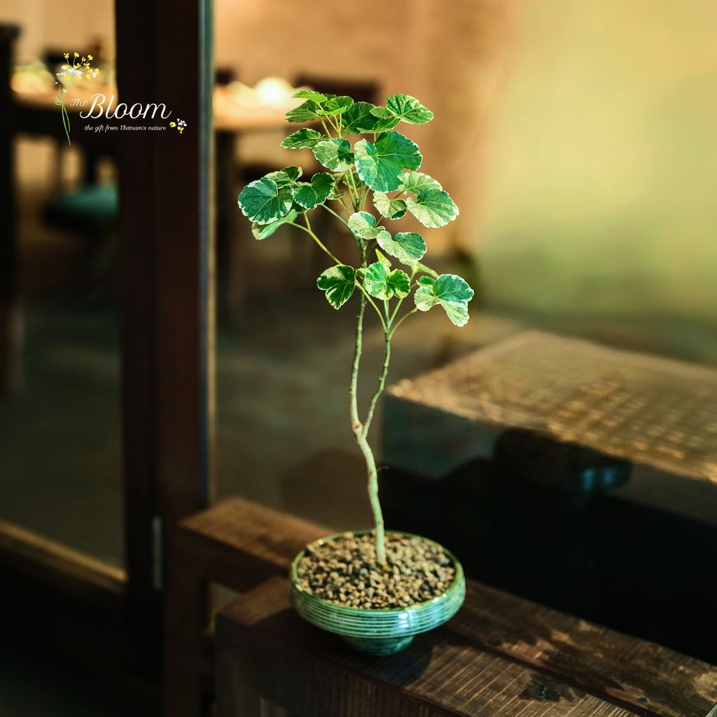 Xanh 3 - Đinh Lăng Cẩm Thạch (Lá Tròn)