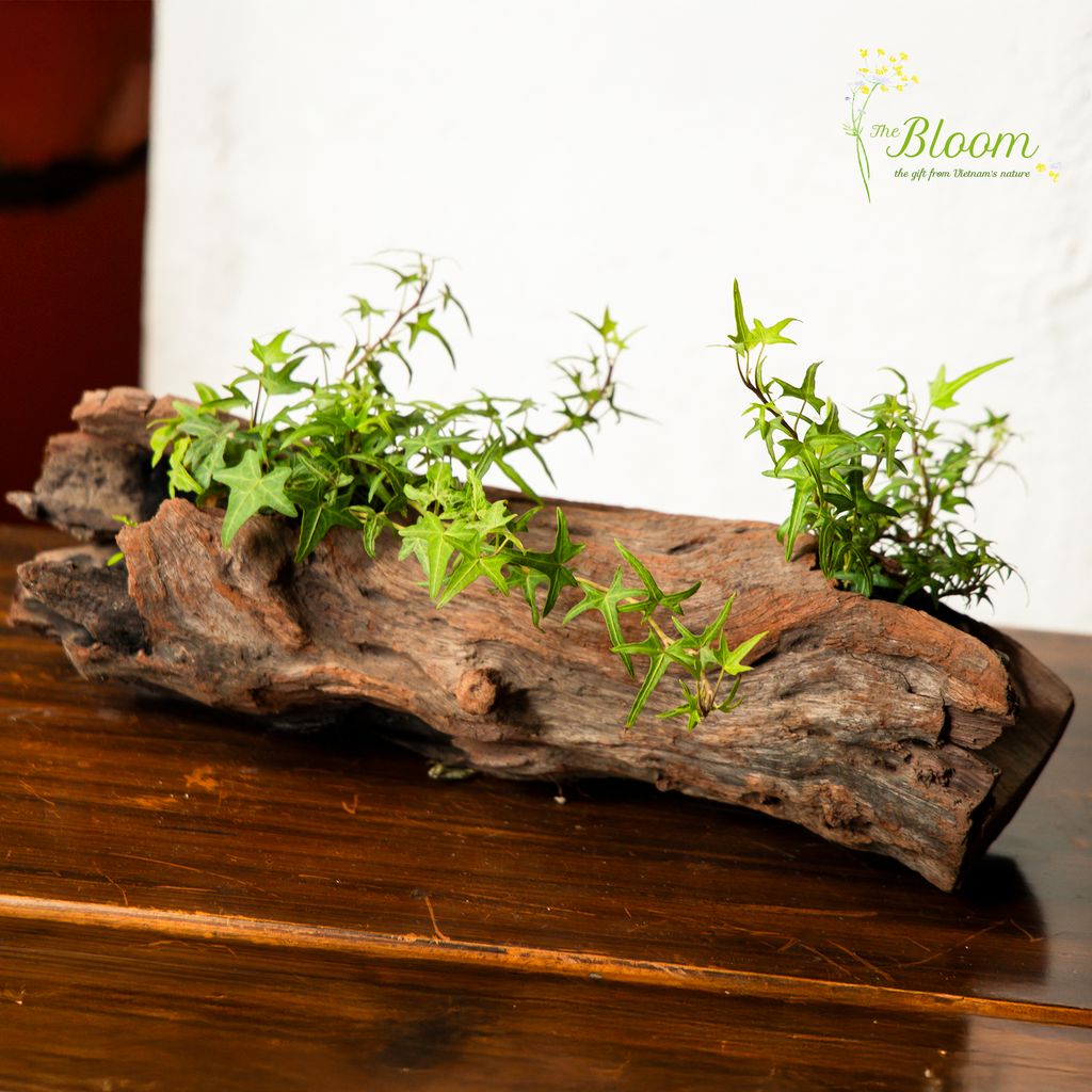 Xanh 6 - Thường Xuân Lá Kim