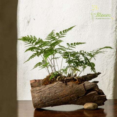 Xanh 53 - Dương xỉ chân thỏ