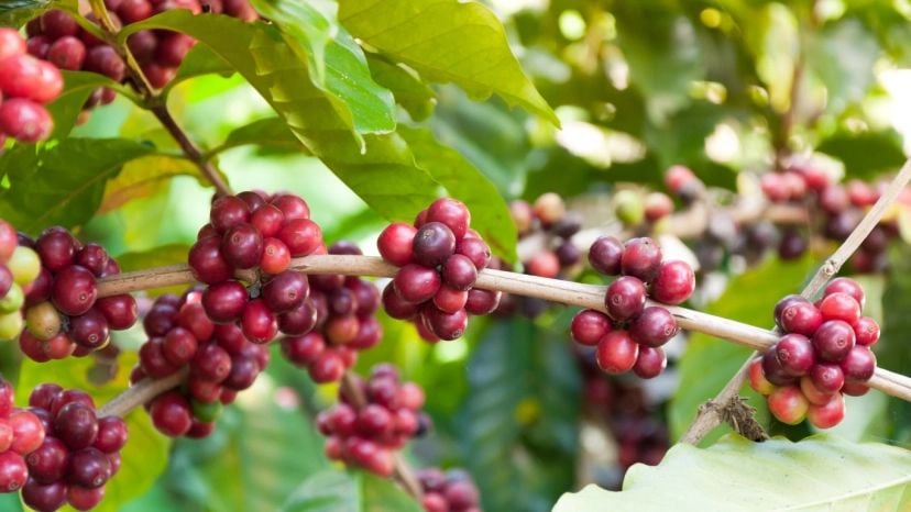 Café Espresso Red Bourbon