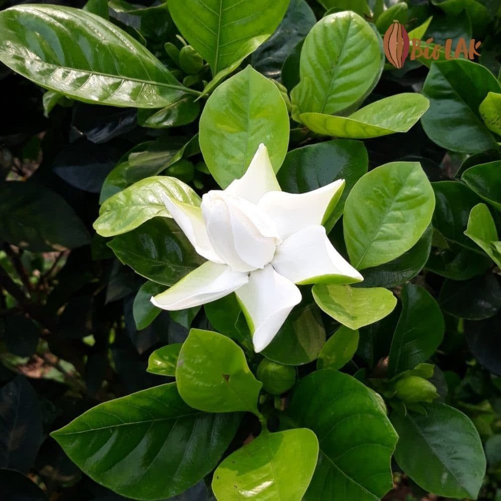 Toner Allure - Hoa dành dành, hoa bạch thiên hương