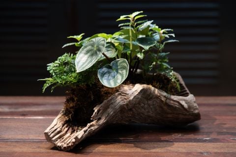 Xanh 9 - Dưa Hấu