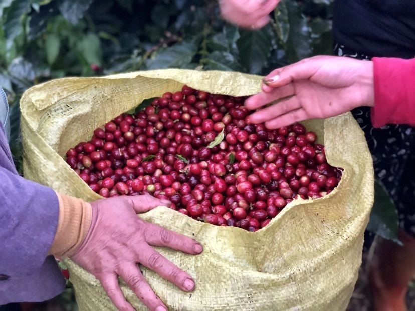 Café Espresso Red Bourbon