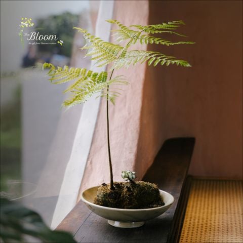 Xanh 103 - Dương xỉ Culi