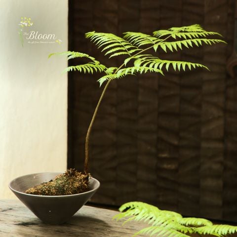 Xanh 104 - Dương xỉ Culi