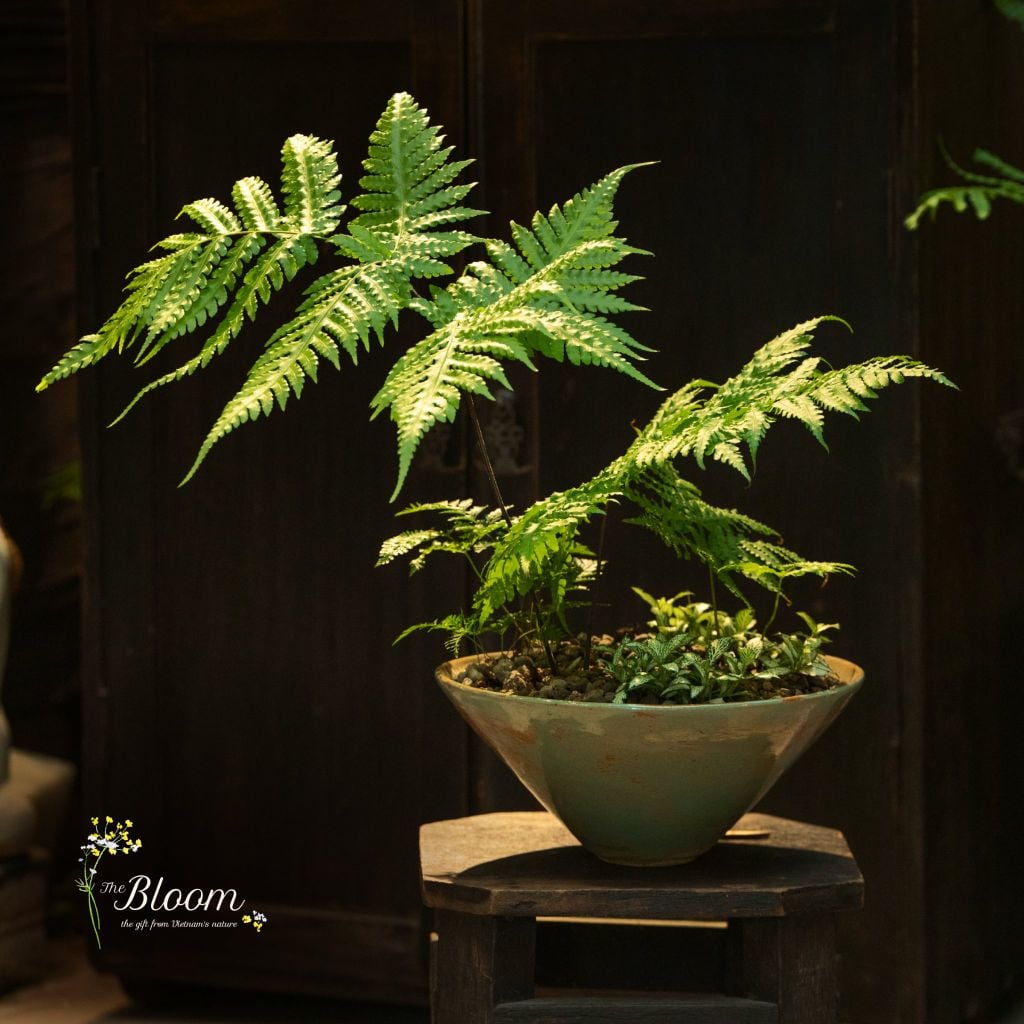 Xanh 114 - Dương Xỉ Culi