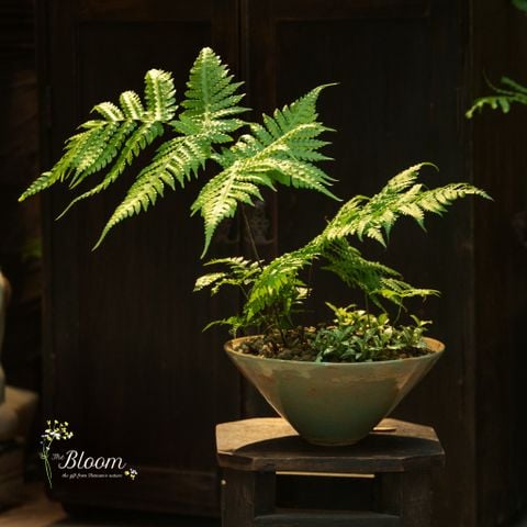 Xanh 114 - Dương Xỉ Culi
