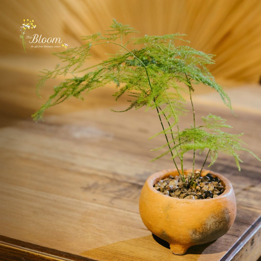 Xanh 14 - Kim Thủy Tùng