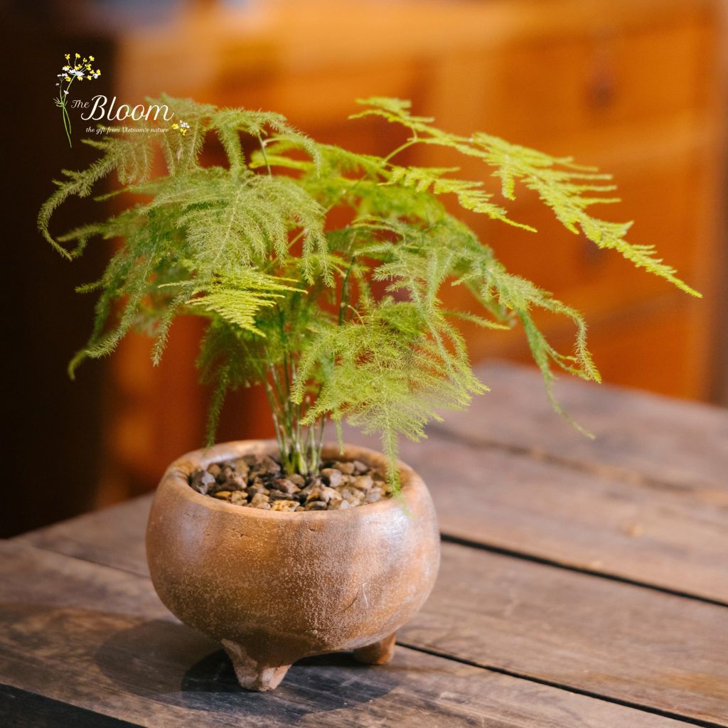 Xanh 14 - Kim Thủy Tùng