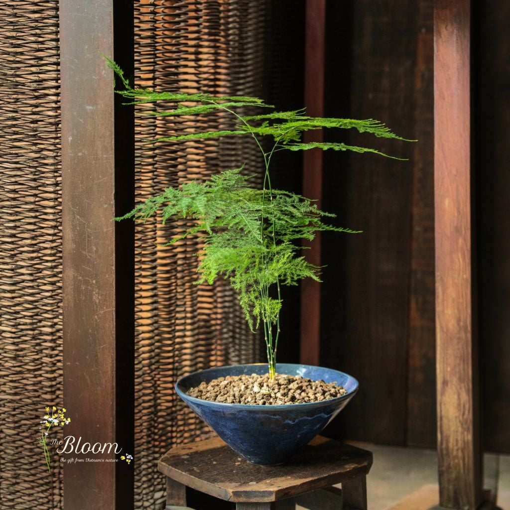 Xanh 19 - Kim Thủy Tùng