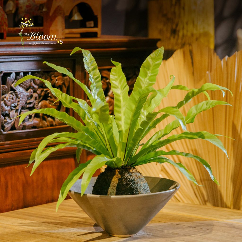 Xanh 1 - Ổ Phụng