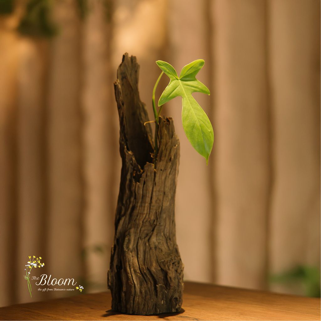 Xanh 1 - Trầu Bà Cánh Én