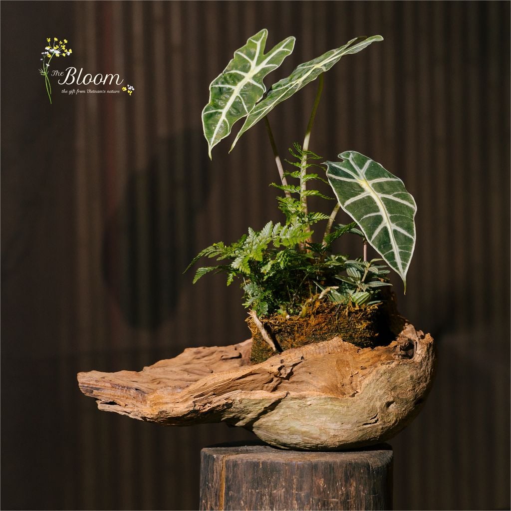 Xanh 25 - Môn Quan âm