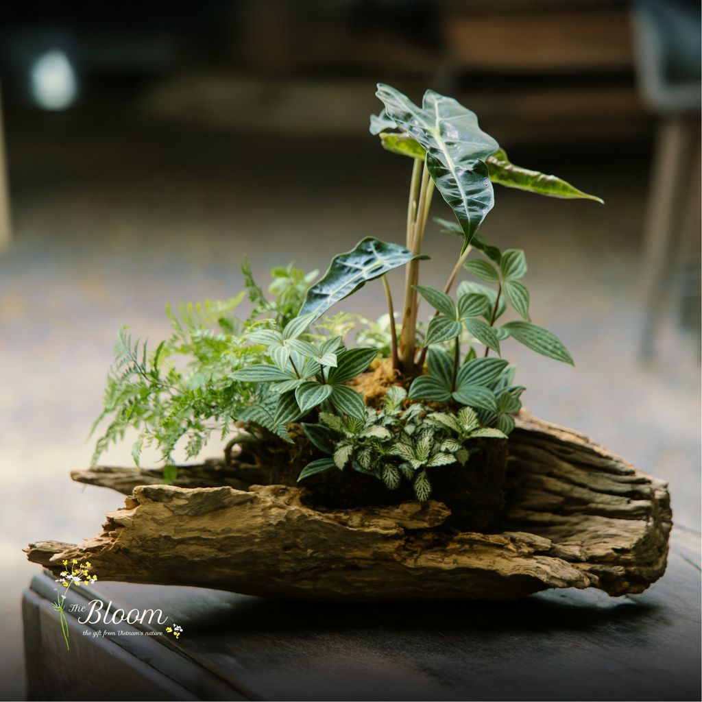 Xanh 29 - Môn Quan âm