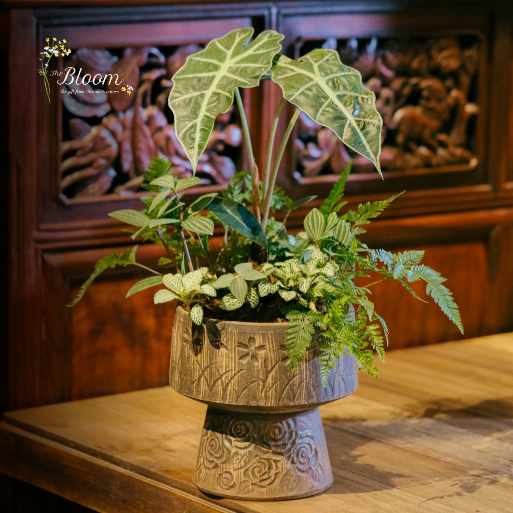 Xanh 30 - Môn Quan âm