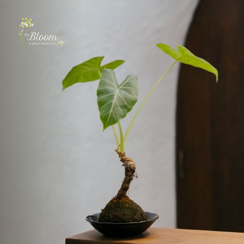 Xanh 3 - Cây Môn Rừng