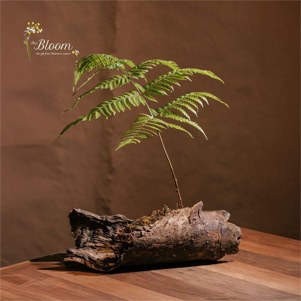 Xanh 61 - Dương xỉ Culi