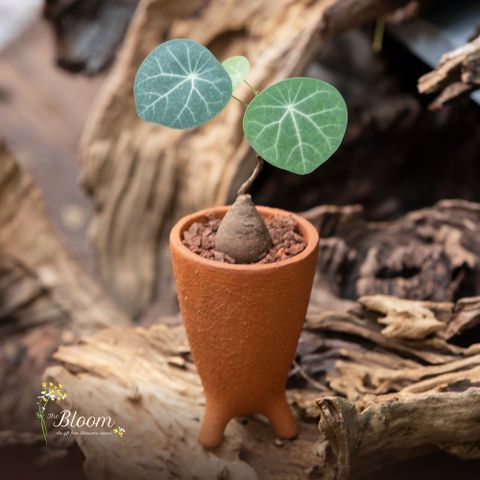 Xanh 61 - Củ Bình Vôi